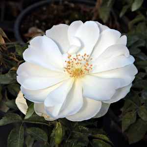 White Flower Carpet - trandafiri - www.ioanarose.ro